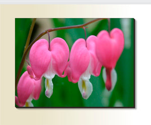 Bleeding Hearts